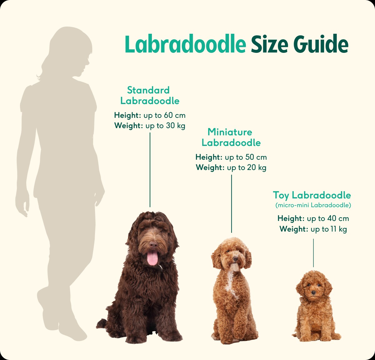 Understanding Labradoodle Size Classifications A Comprehensive Weight 