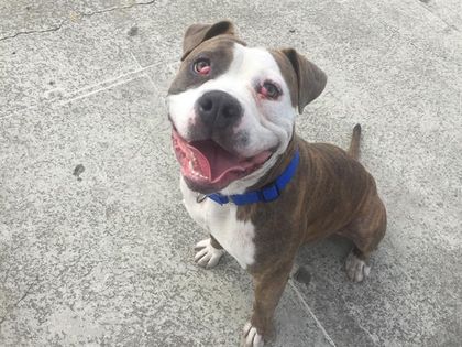 Catahoula Pitbull Mix: A Rare and Energetic Designer Breed Guide