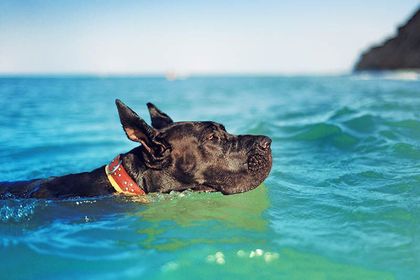 Boxmas: The Gentle Giant Combining Boxer and Mastiff Heritage