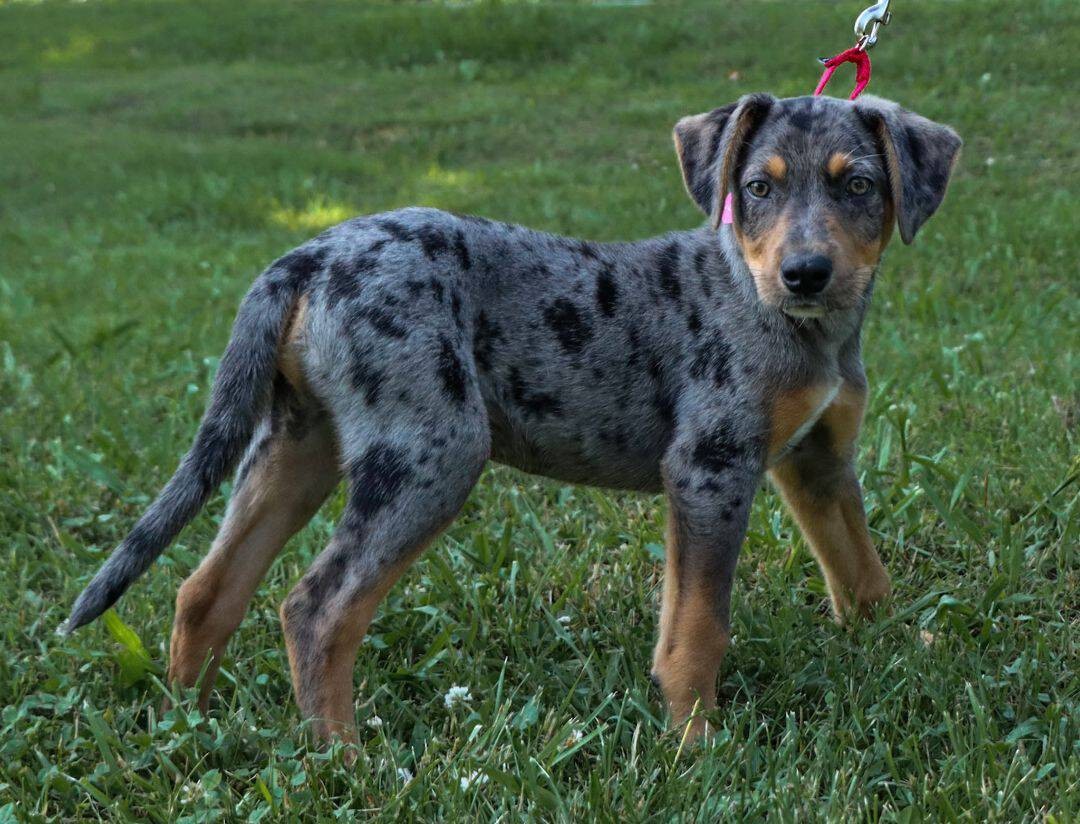 The Catahoula Blue Heeler Mix A Powerful Working Dog With Wild Ancestry