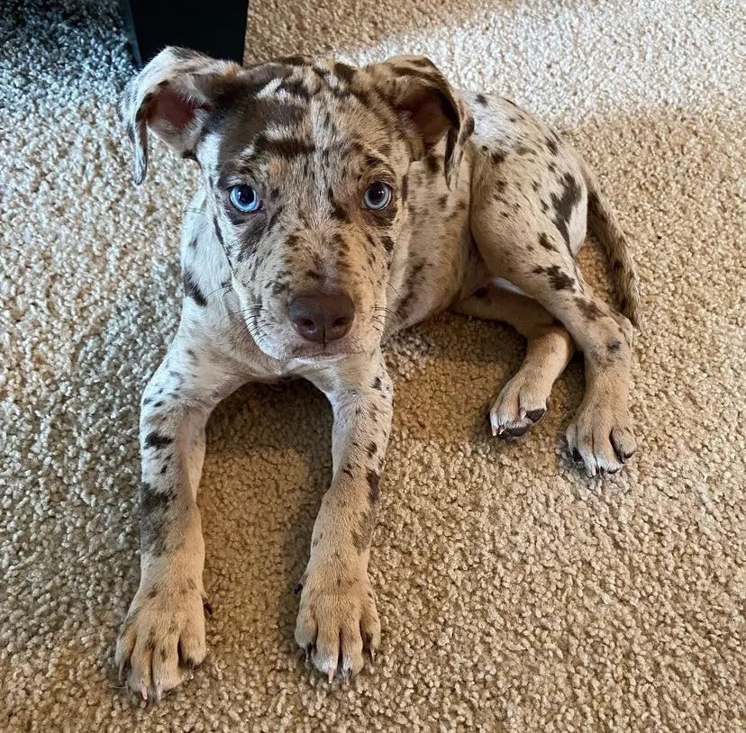 Catahoula Pitbull Mix A Rare And Energetic Designer Breed Guide