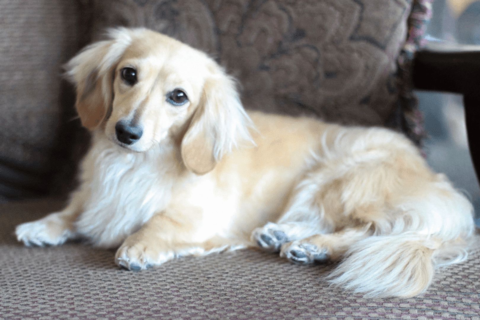 English Cream Dachshund Hypoallergenic