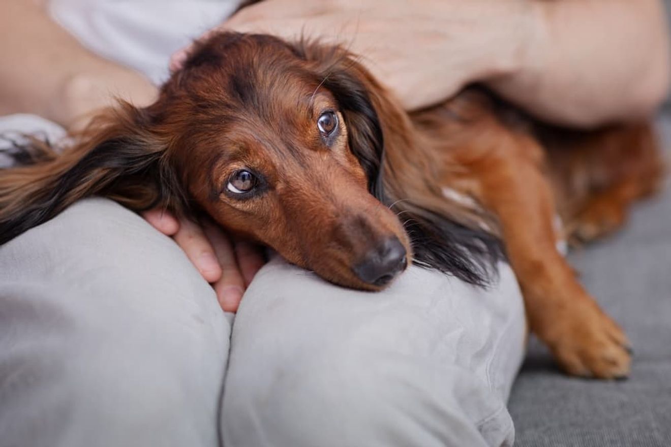 Photo inspiration: Hidden Dangers Why Pine Needles Are Toxic To Dogs Photo Inspiration