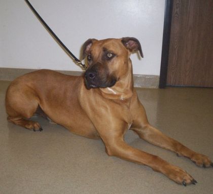 Catahoula Pitbull Mix: A Rare and Energetic Designer Breed Guide