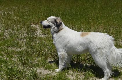 Pyredoodle: The Gentle Giant Designer Breed Combining Great Pyrenees